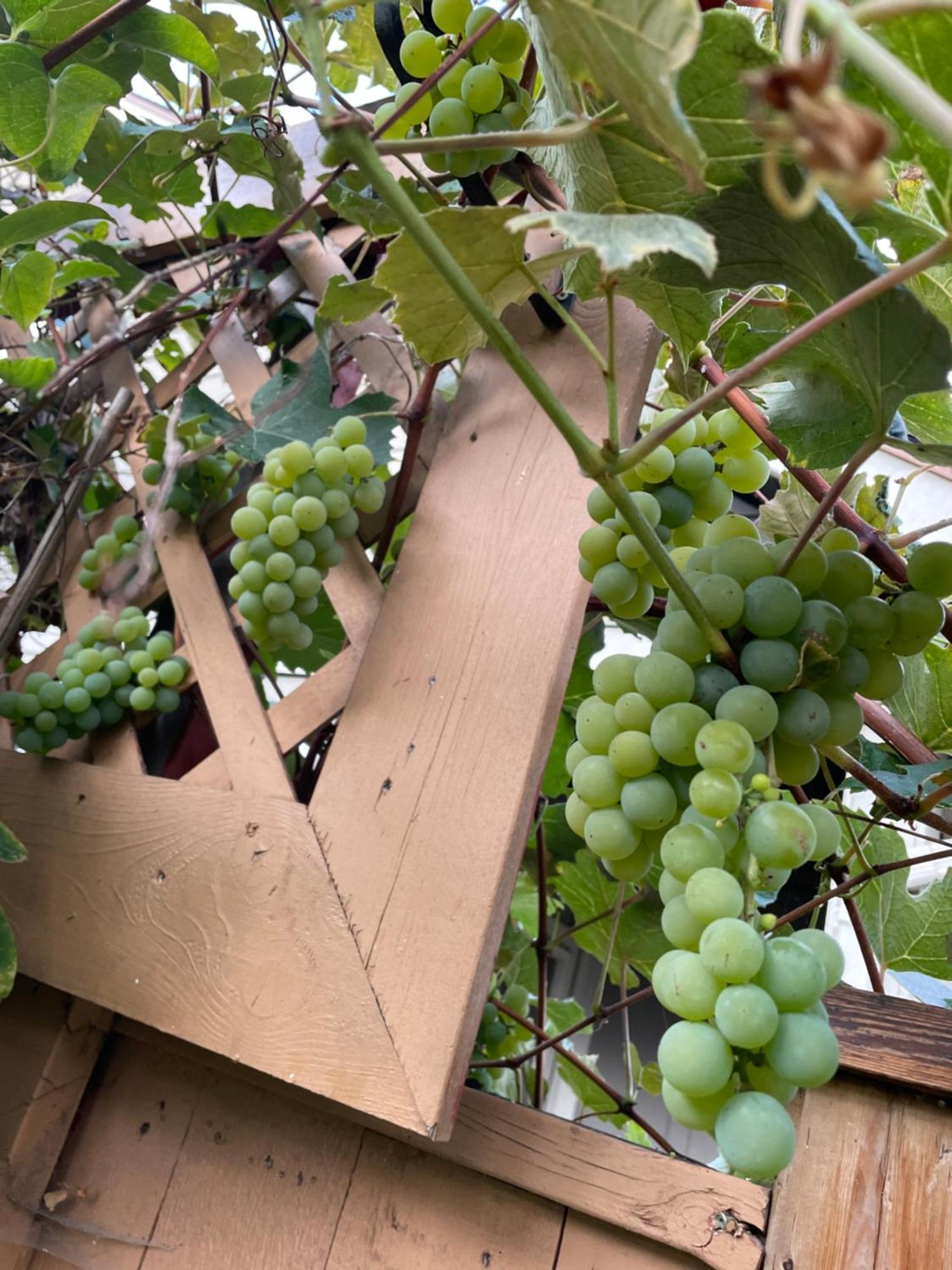 Garden Home In Victoria -Beautiful Home In Βικτώρια Εξωτερικό φωτογραφία
